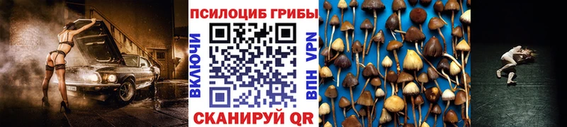 Купить где  Мензелинск  Галлюциногенные грибы Psilocybe 